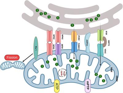 So close, yet so far away: the relationship between MAM and cardiac disease